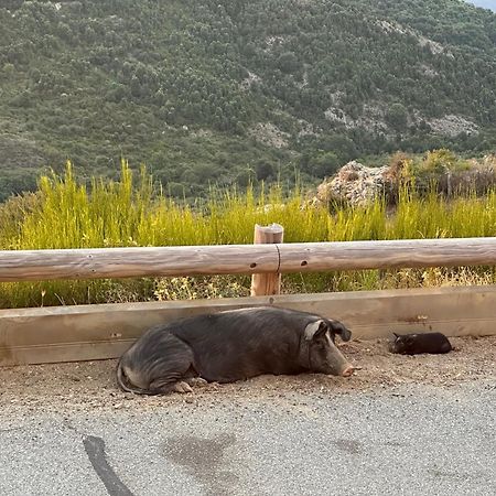 Ferme Auberge Du Col De La Vaccia Olivese المظهر الخارجي الصورة