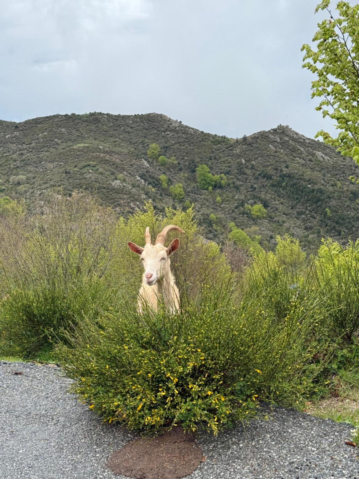 Ferme Auberge Du Col De La Vaccia Olivese المظهر الخارجي الصورة