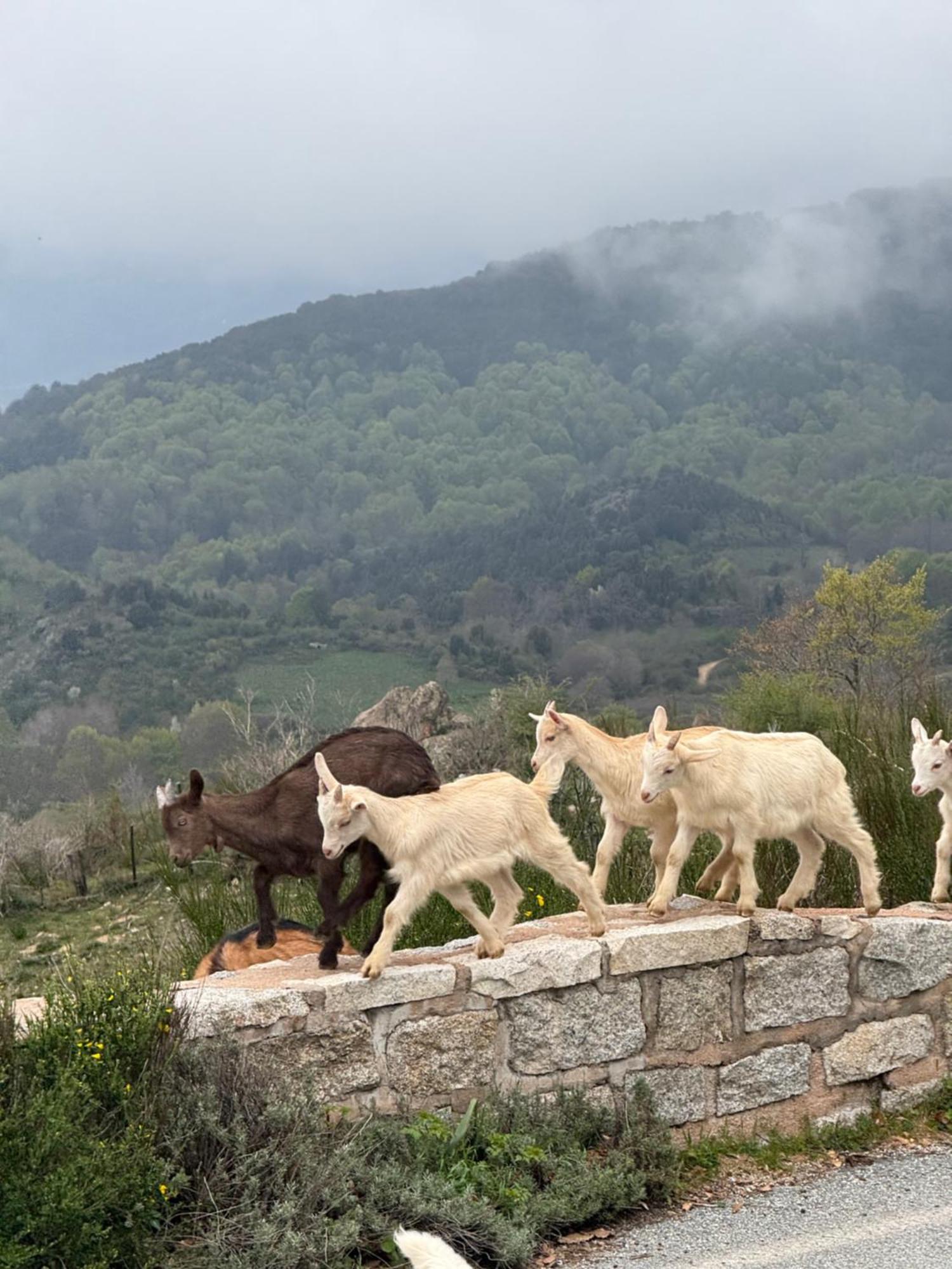 Ferme Auberge Du Col De La Vaccia Olivese المظهر الخارجي الصورة